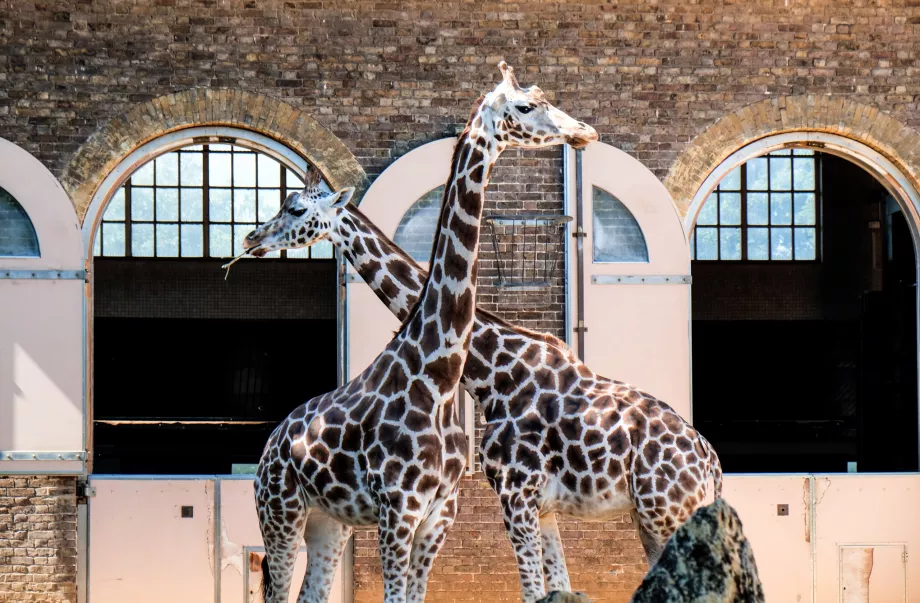 Giraffes at London Zoo