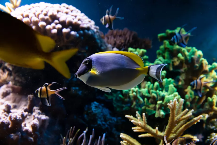 Aquarium at London Zoo