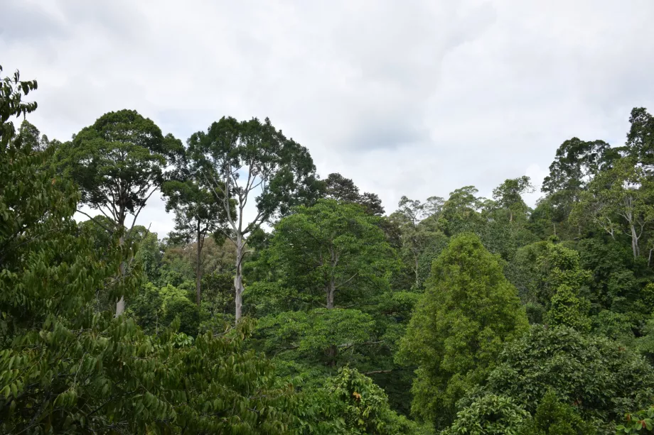 Danum Valley jungle, Sabah, Borneo