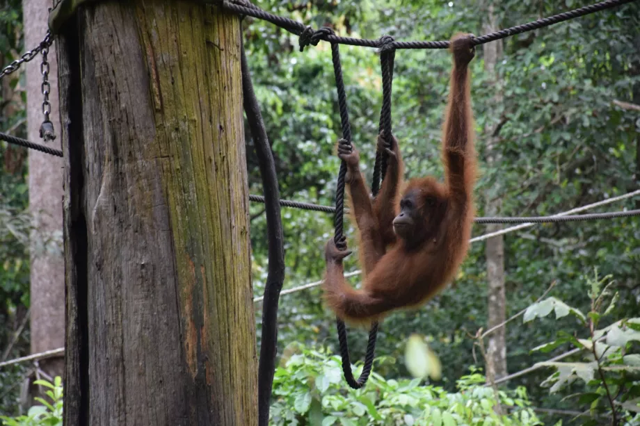 Organgtan Rehabilitation Centre in Sepiloku, Sabah, Borneo