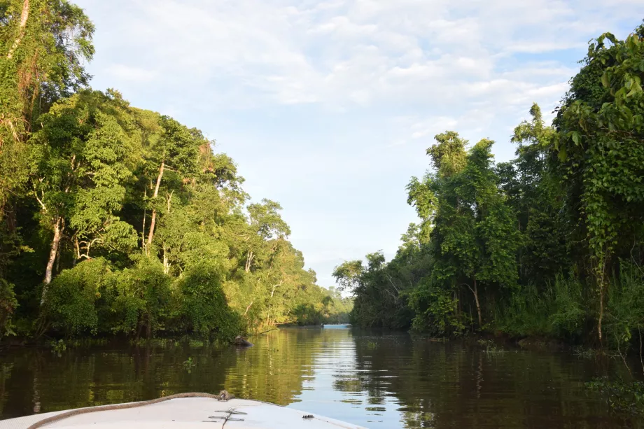 River safari on Kinabatangan River, Sabah, Borneo