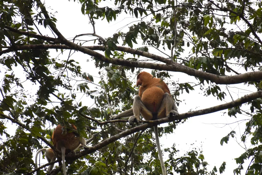 Klias Wetlands, Sabah, Borneo