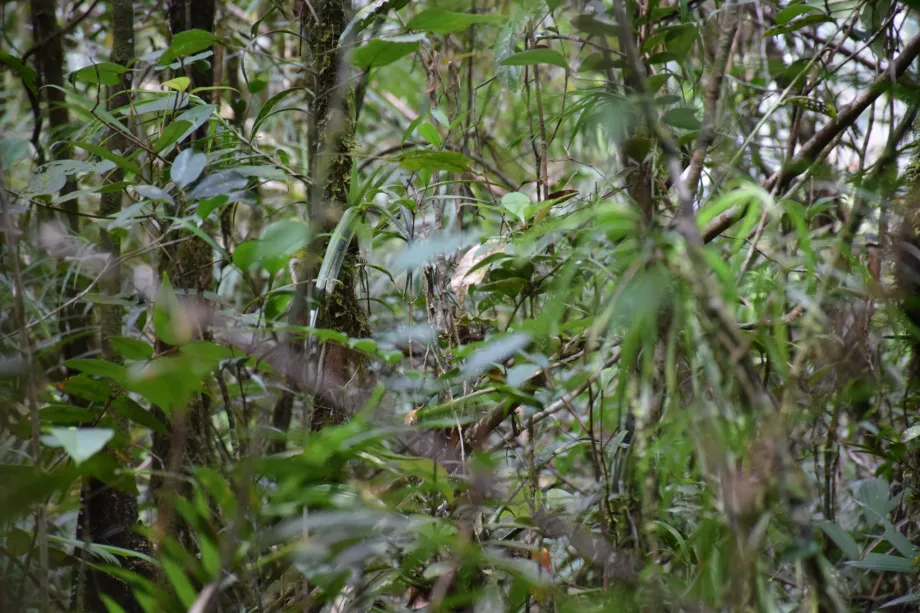 Maliau River Basin, Sabah, Borneo