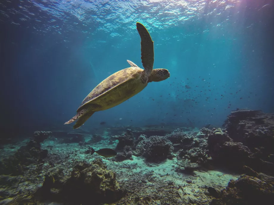 Turtle Island, Sabah, Borneo