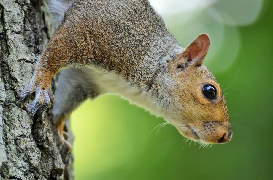 Squirrels in Central Park