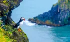 Thick-toothed puffin