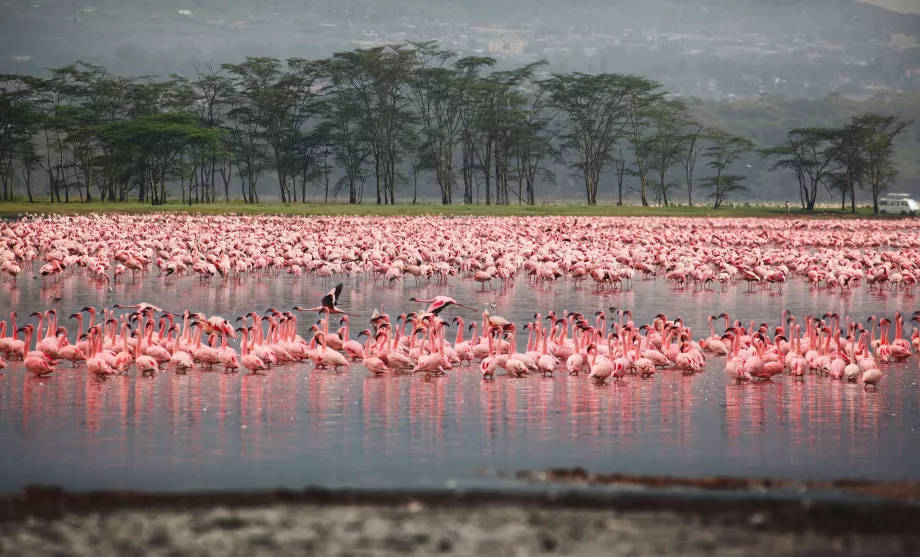 Flamingos in Nakuru