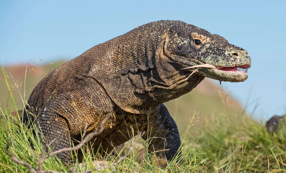 Varan of Komodo