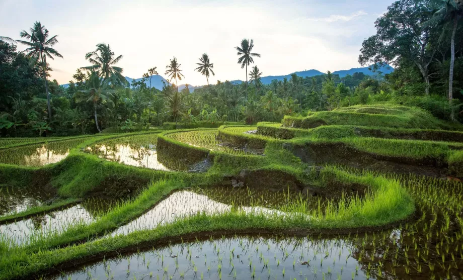 Jatiluwih rice fields