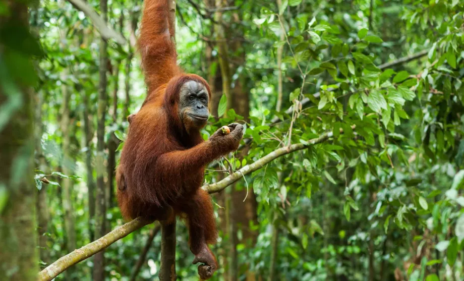 Gunung Leuser