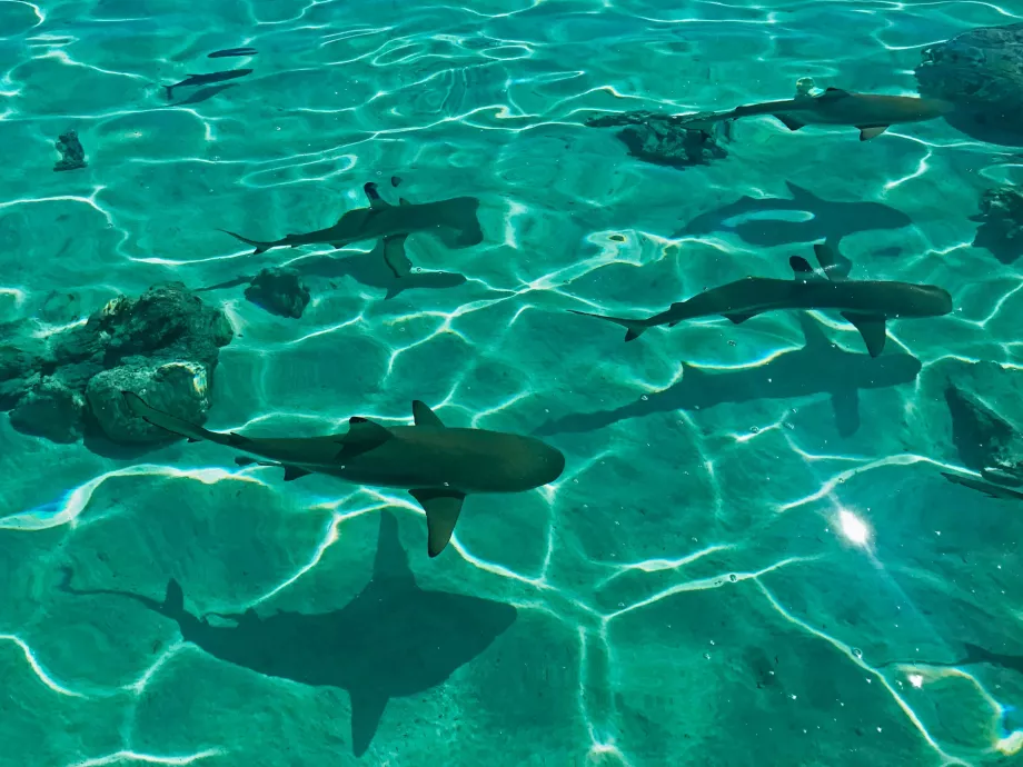 Lemon sharks in Cape Verde