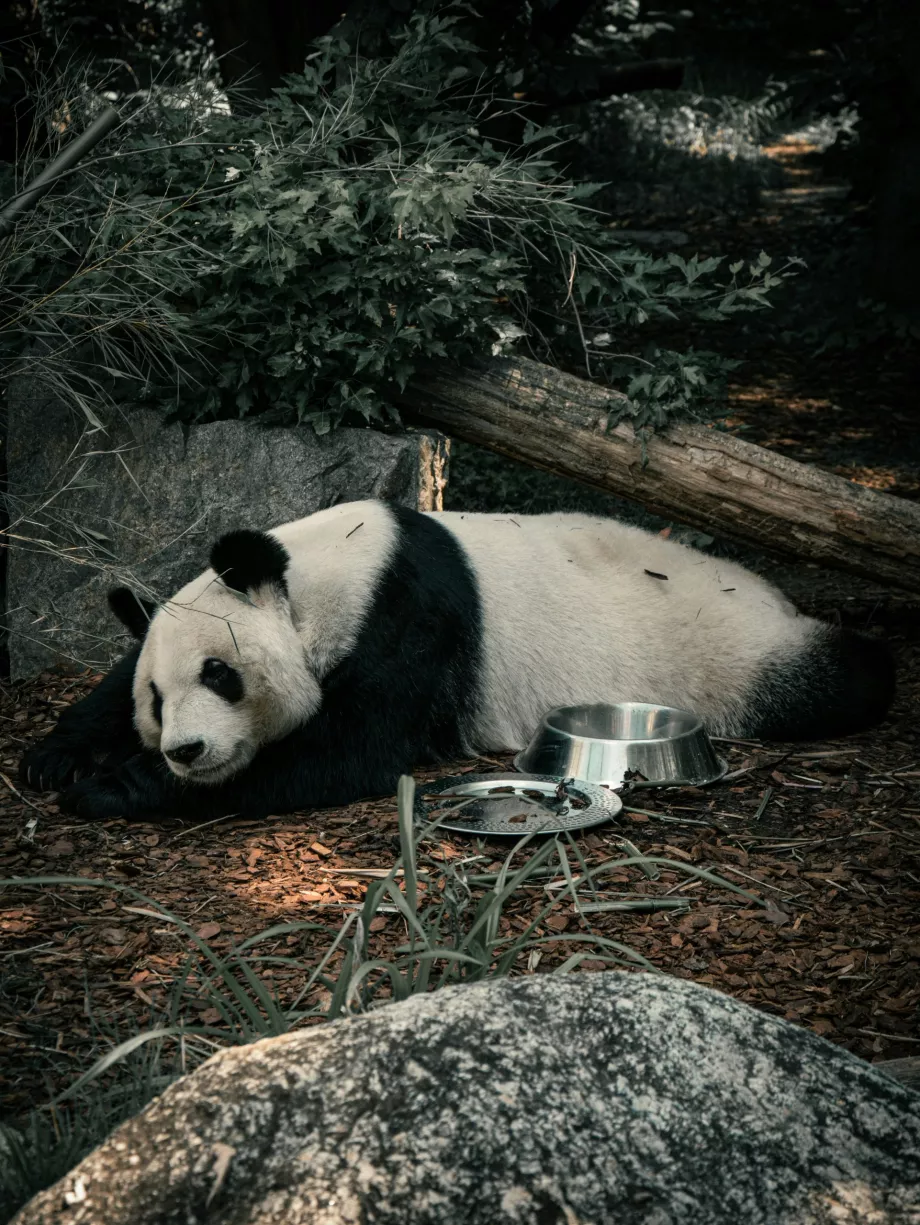 Giant Panda at Vienna Zoo