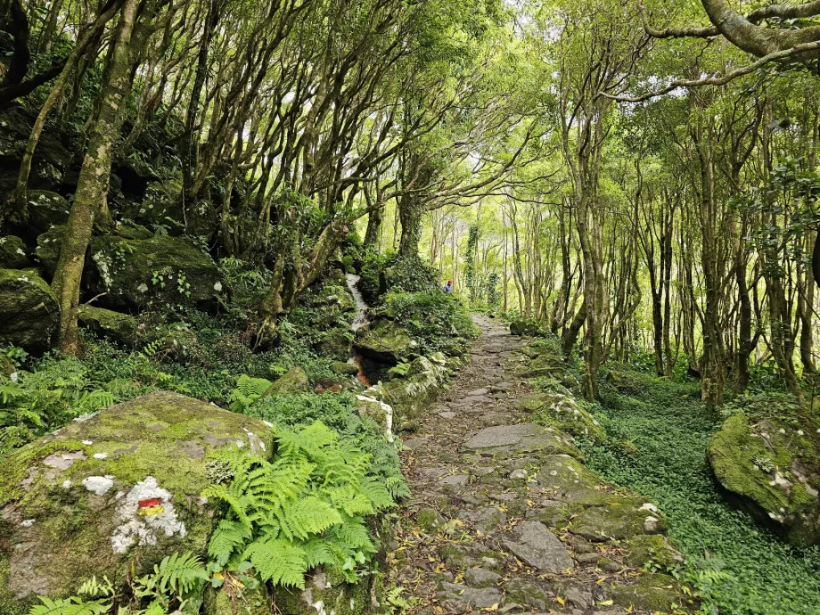 The road to the Ribeira do Ferreiro waterfalls