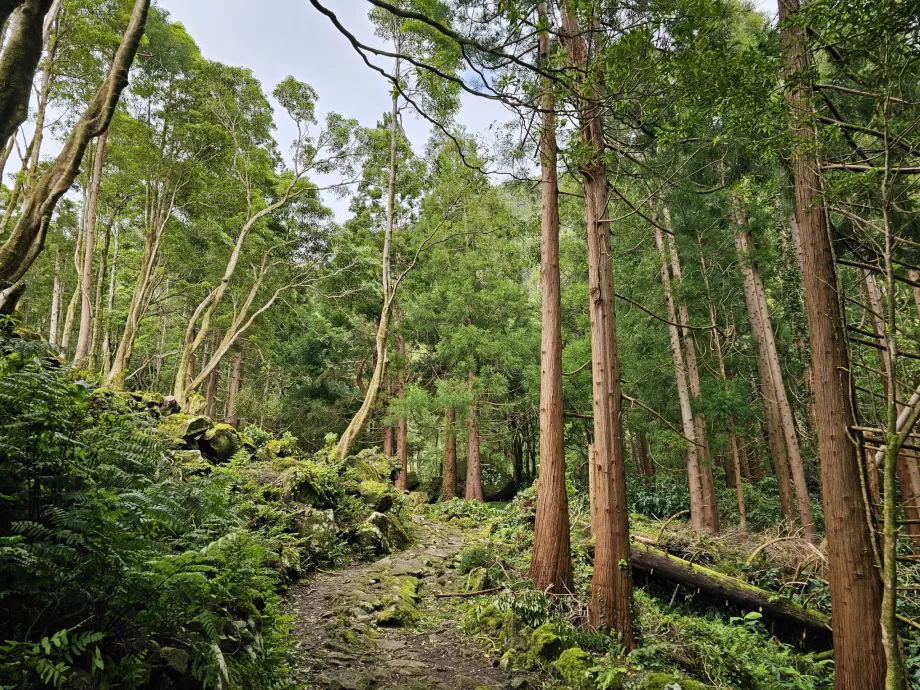 The road to Ferreiro Falls