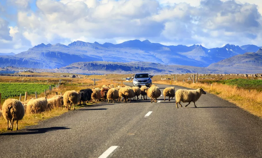 Sheep in Iceland