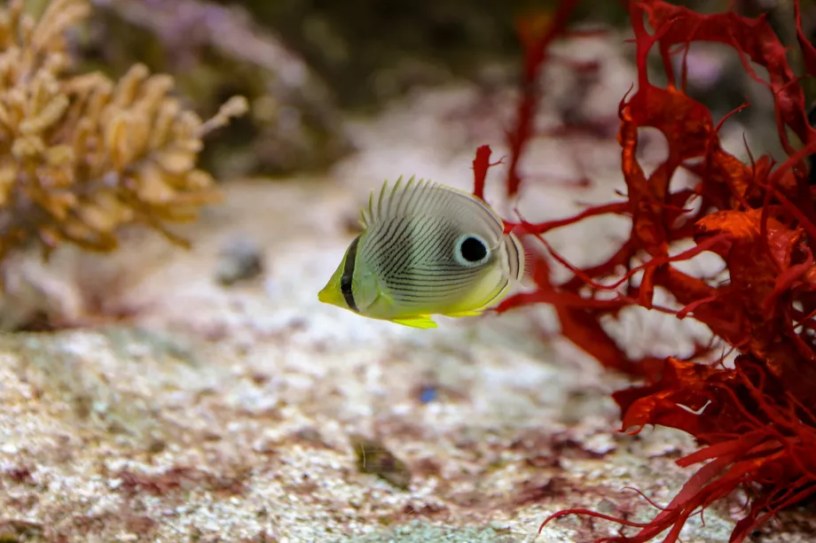 Shedd Aquarium