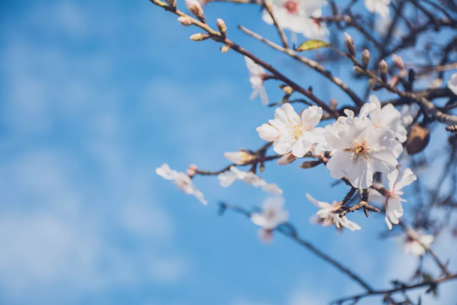 Flowering almond tree