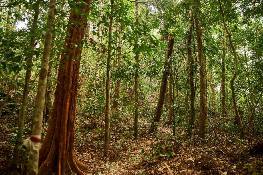 National park, Phu Quoc, Vietnam