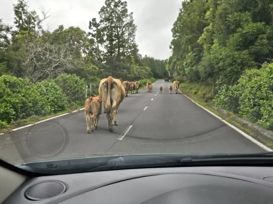 Cows on the road