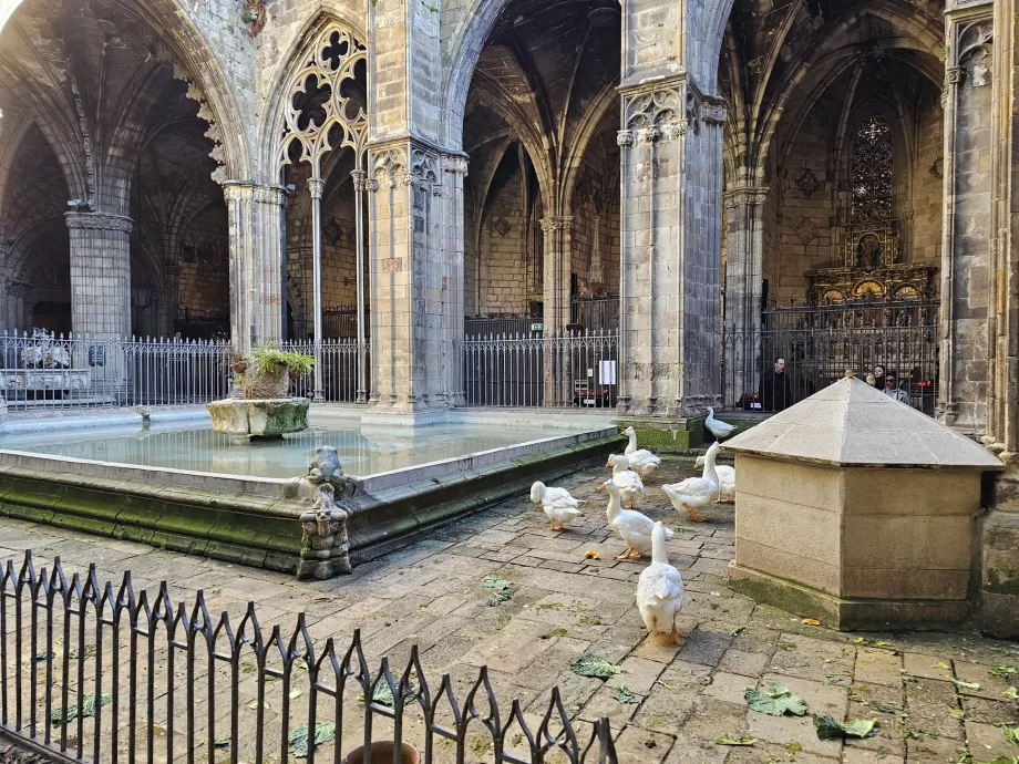 Barcelona Cathedral, Courtyard