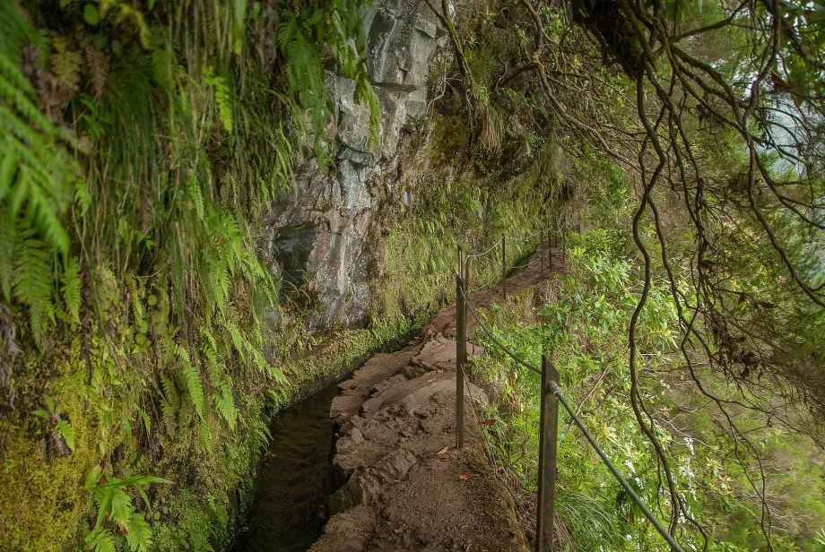 Levada Silveira