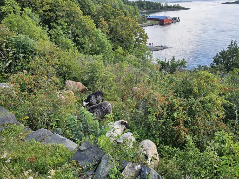 Animals on the island of Hovedoya