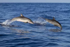Madeira Dolphins