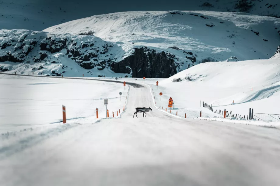 Reindeer on the road