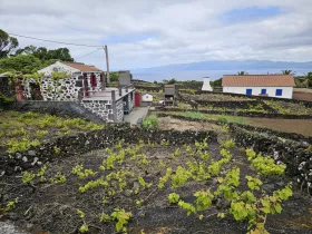 Lava vineyards, Ribeirinha