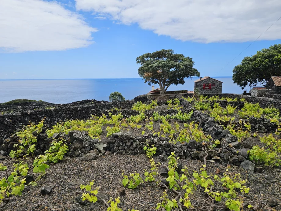 Lava vineyards