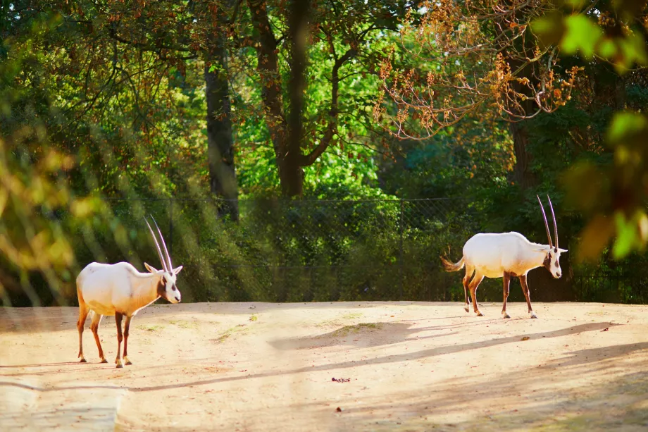 Zoo in the Jardin des Plantes