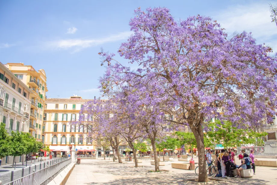 Jacaranda trees