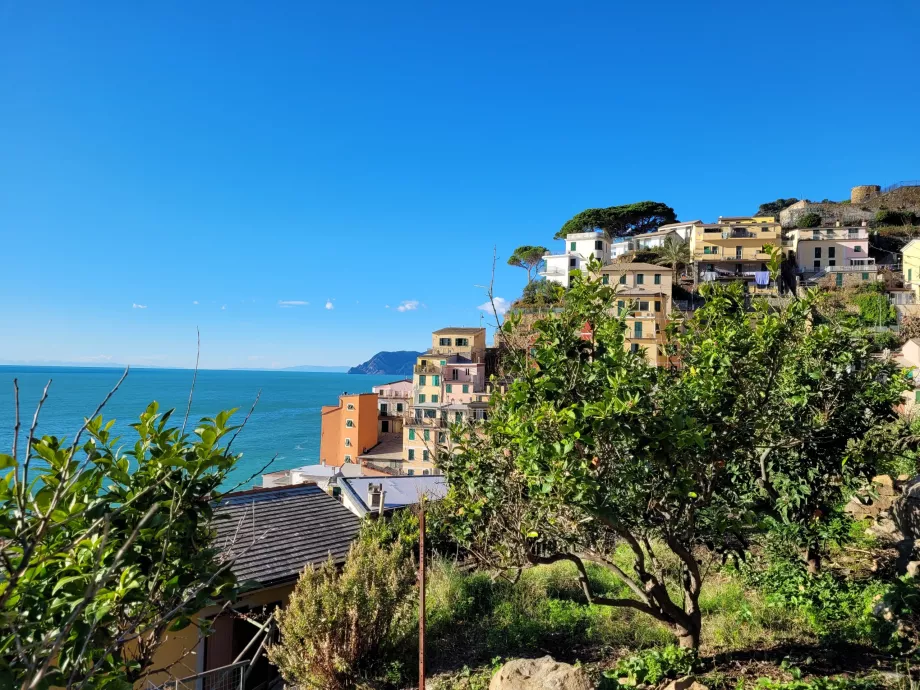 Orange trees in Riomaggiore