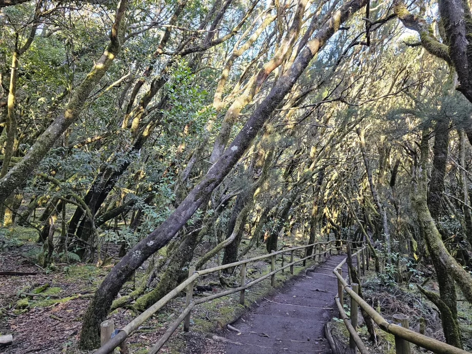 Laurel forests around Laguna Grane