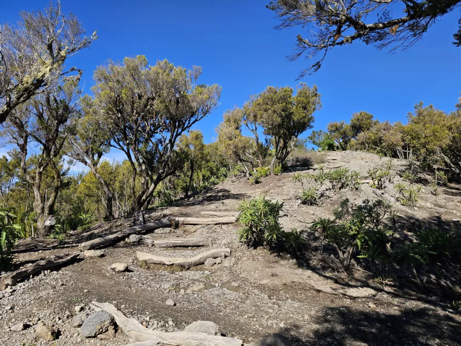 The path to Alto de Garajonay