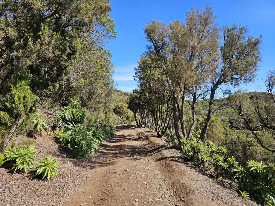 Variant of the route to Alto de Garajonay