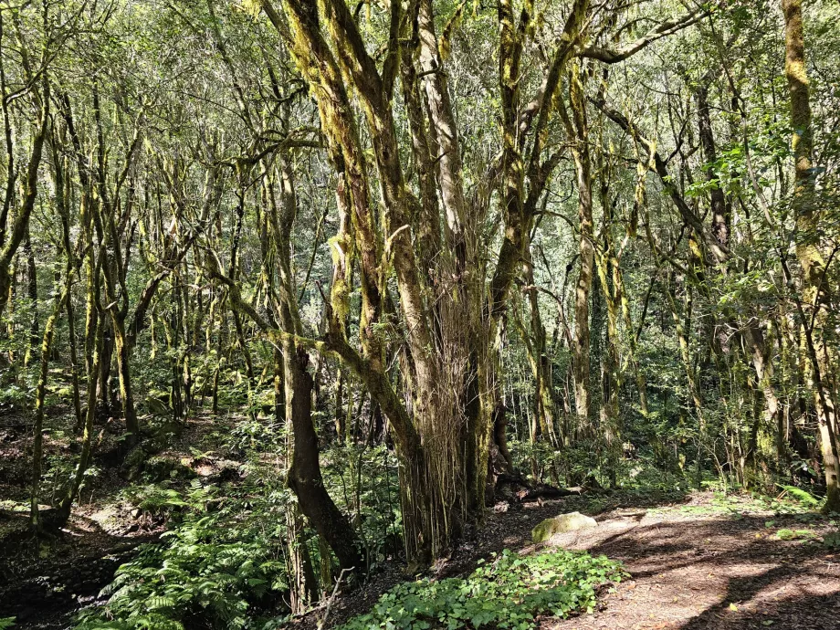 The forests around El Cedro