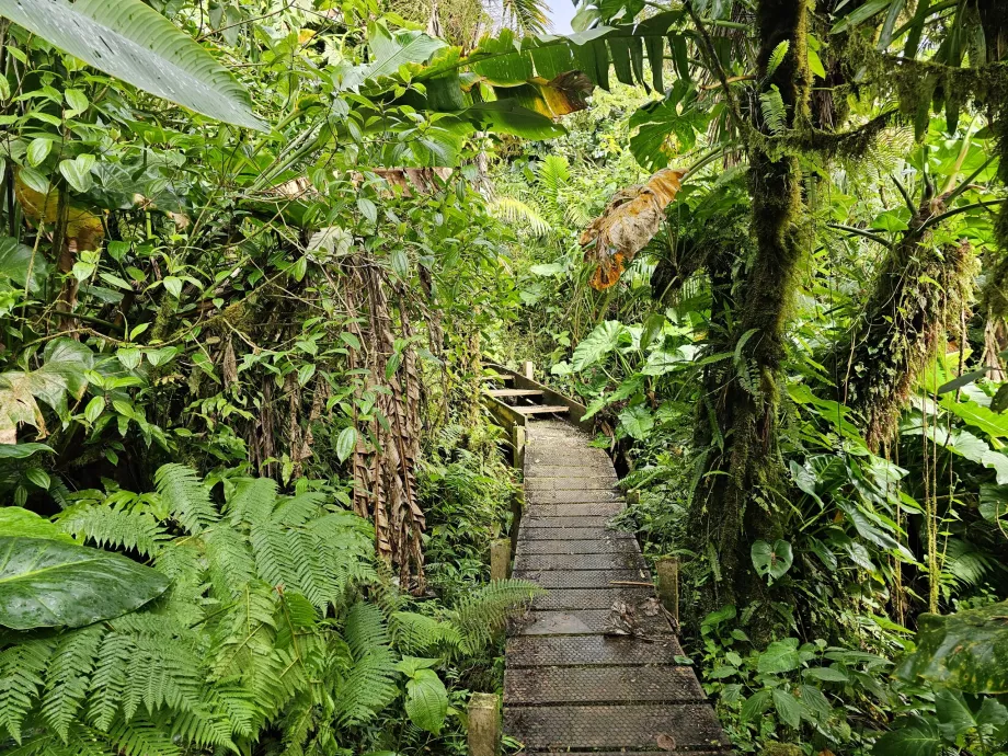 Saba hiking trail