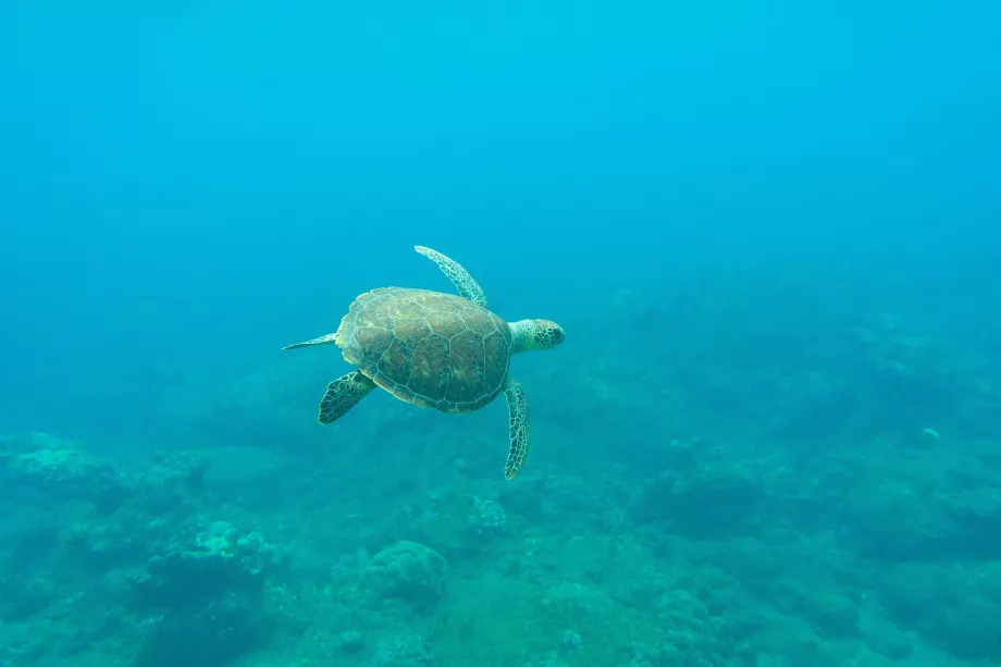 Diving Saba