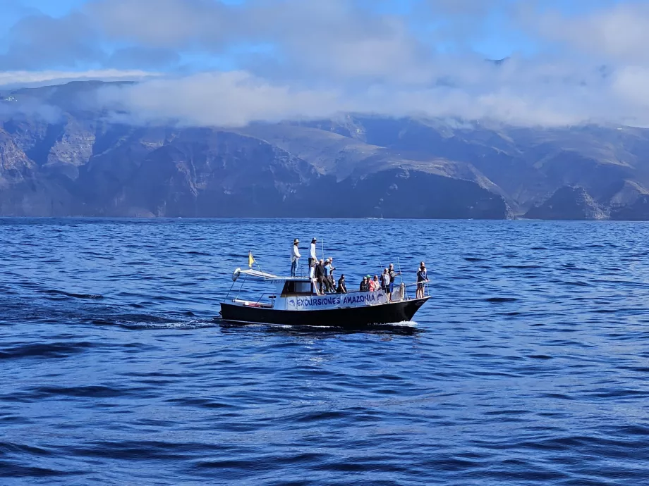 Cruises - whale watching