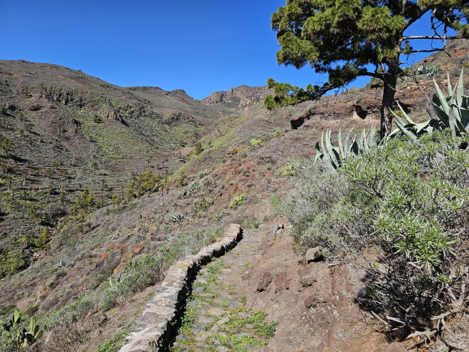 The road to Drago de Alagán