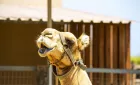 Camel Park