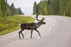Reindeer across the road