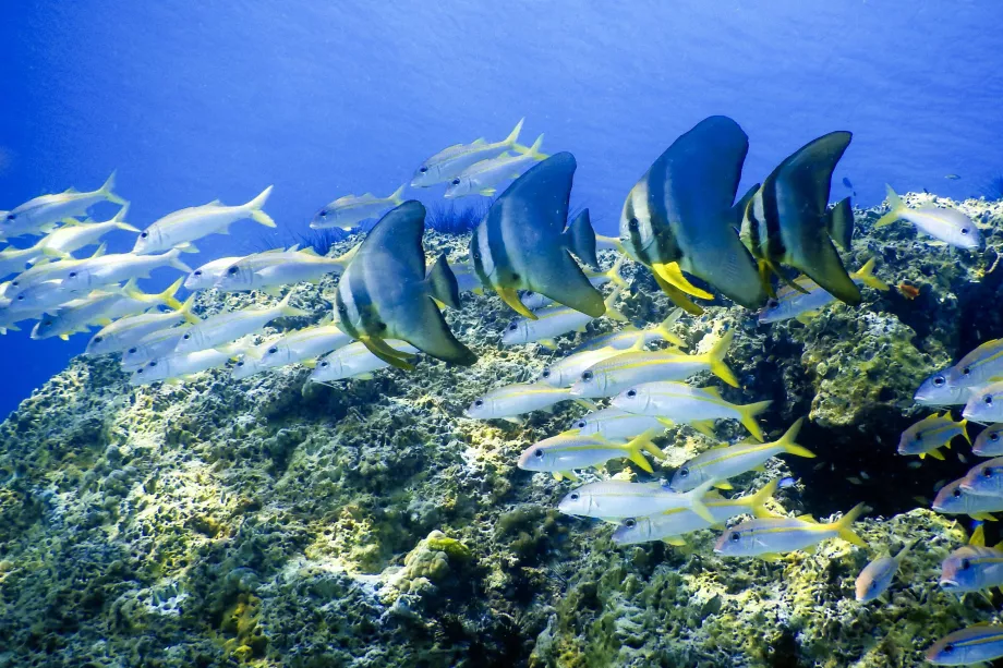 Diving Phuket