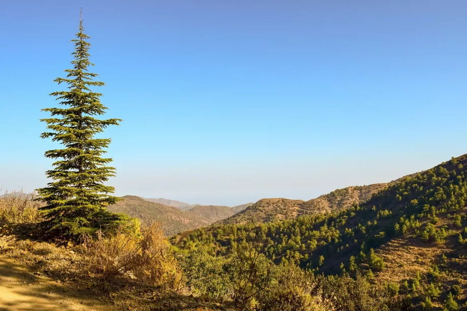 Troodos spruce