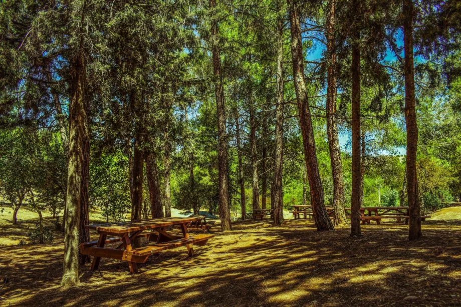 Troodos forest