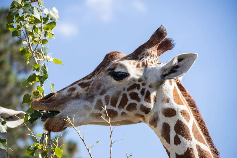 Giraffe at Schönbrunn Zoo