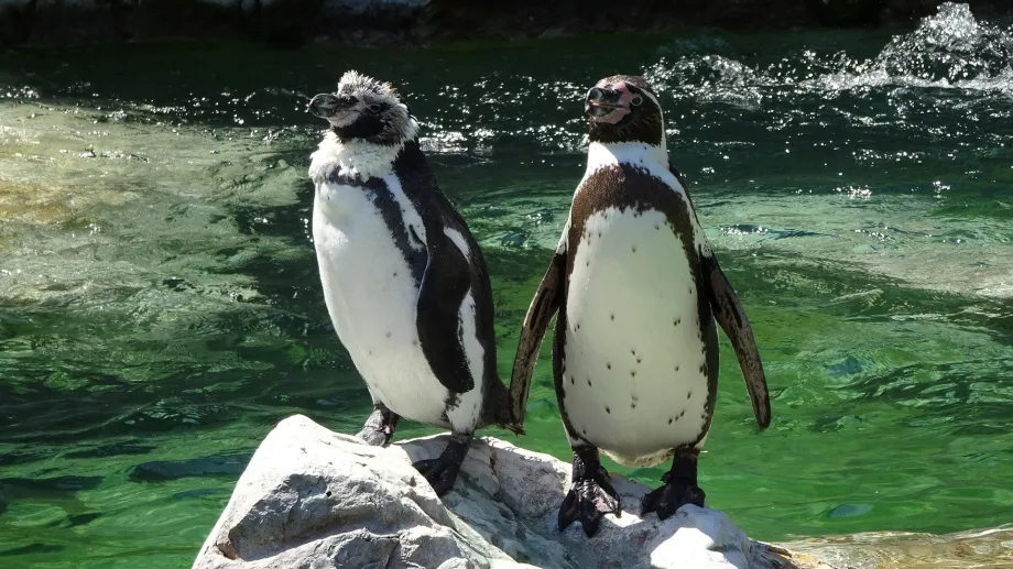 Penguin at Schönbrunn Zoo