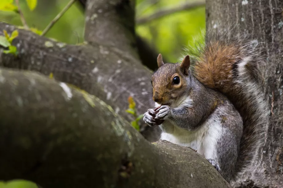 Squirrel in Hyde Park