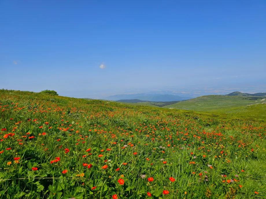 Meadows in the Vitosha Mountains